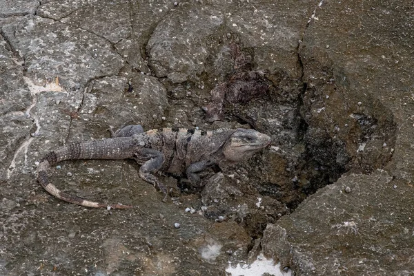 Iguana Nas Rochas Isla Mujeres México — Fotografia de Stock