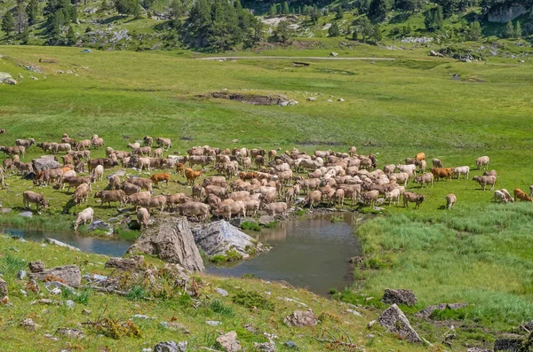 Vacas Vale Dos Pirinéus Espanha — Fotografia de Stock