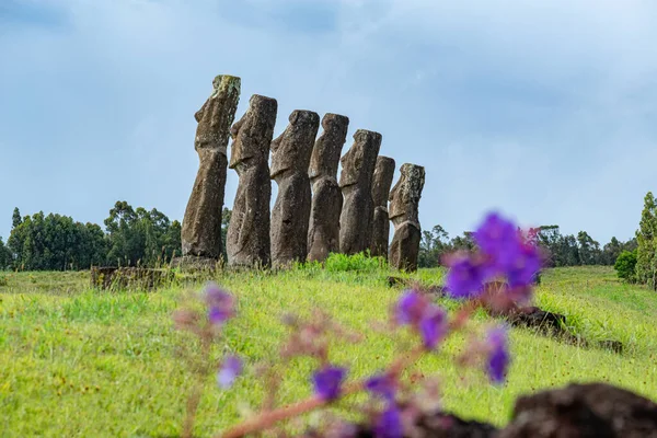 Ahu Akivi Rapa Nui Île Pâques Dans Région Valparaso Chili — Photo