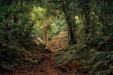 Yaxchilan - Meksika 'nın Chiapas eyaletindeki Olağan macinta nehrinin kıyısında bulunan antik bir Maya şehri..