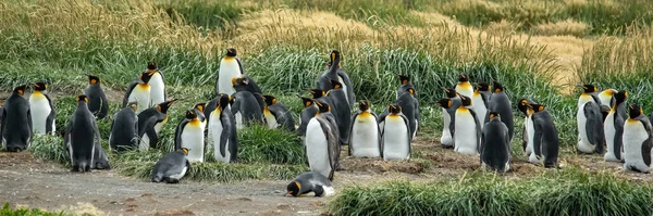 Kolonia Pingwinów Królewskich Linii Brzegowej Oceanu Chile — Zdjęcie stockowe