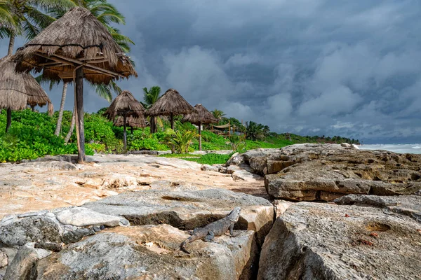 Iguana Lodem Parasol Słomy Tropikalnej Plaży Morzu Karaibskim Jukatan Meksyk — Zdjęcie stockowe