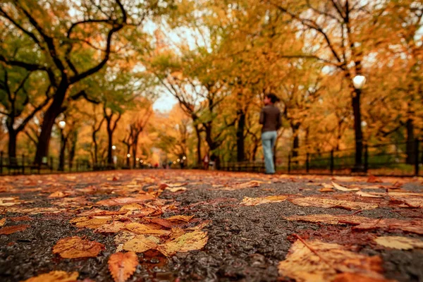 Vue Sur Paysage Automnal Central Park New York City États — Photo