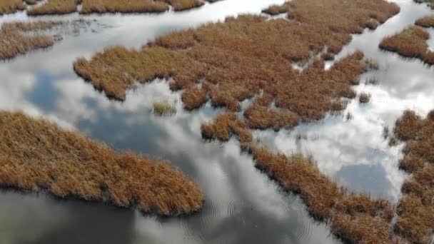 Constitution Marsh słodka woda i słonawe bagniste wschodnie brzegi rzeki Hudson w Garrison, Nowy Jork, USA — Wideo stockowe