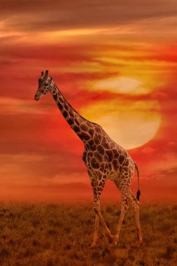 Günbatımında Güney Afrika zürafası. Afrika Vahşi Yaşam Arkaplanı