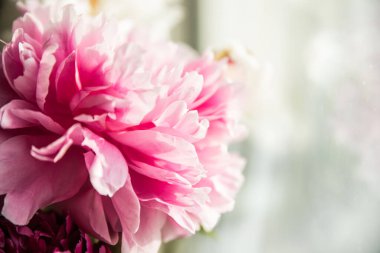 Pencerenin yanındaki pembe şakayık çiçeği.