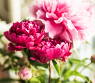 Pembe ve kırmızı şakayık çiçekleri