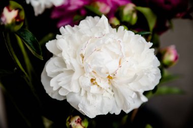 Karanlık bir odada beyaz şakayıklar