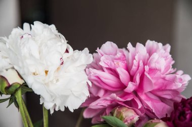 Siyah arka planda beyaz ve pembe şakayıklar