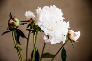 Karanlık bir odada beyaz şakayıklar