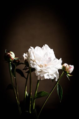 Karanlık bir odada beyaz şakayıklar