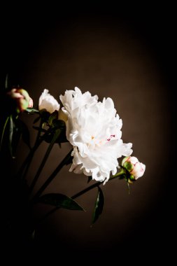 Karanlık bir odada beyaz şakayıklar