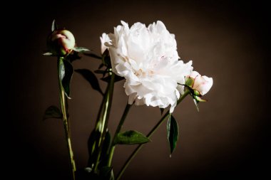 Karanlık bir odada beyaz şakayıklar