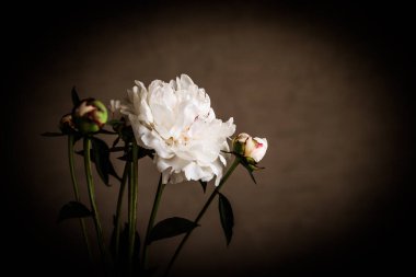 Karanlık bir odada beyaz şakayıklar