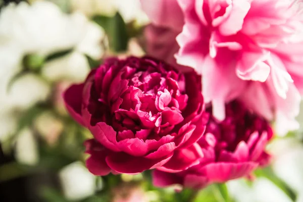 Flores Peonías Rosadas Rojas — Foto de Stock
