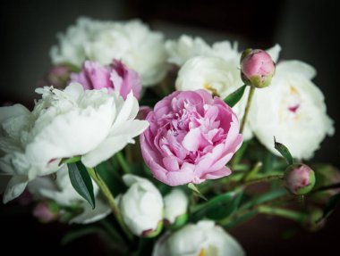 Siyah arka planda beyaz ve pembe şakayıklar. Karanlıkta aydınlık.