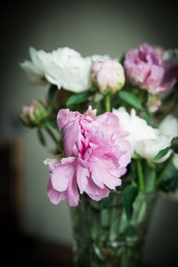 Siyah arka planda beyaz ve pembe şakayıklar. Karanlıkta aydınlık.