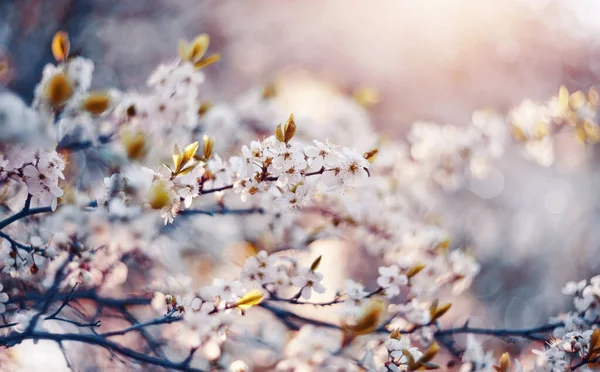 Zweige Der Blühenden Kirsche Frühling — Stockfoto