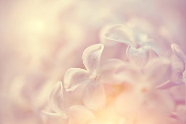 Bulanık bir arkaplan ve yakın plan bir leylak çiçeği.