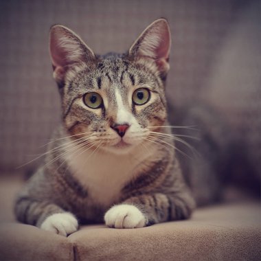 Beyaz pençeli evcil çizgili bir kedinin portresi yerde yatıyor..