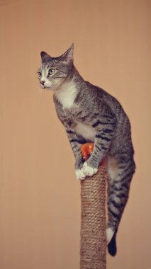 Beyaz pençeli evcil çizgili kedi.