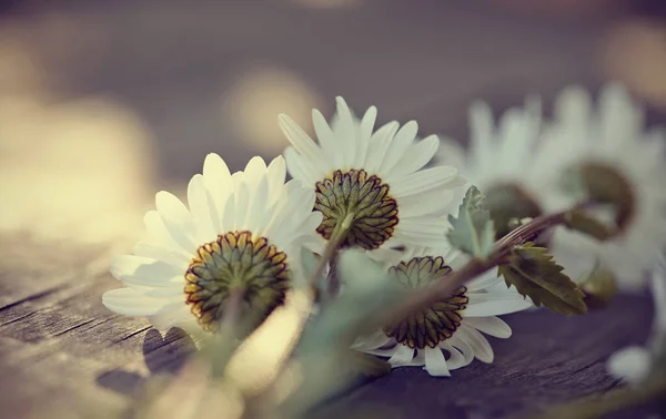 Wilde Bloemen Kamille Liggend Een Houten Tafel — Stockfoto