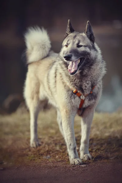 Pelucheux Gai Domestique Jeune Chien Sur Promenade — Photo