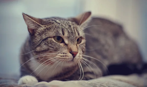 Злой Полосатый Кот Серого Цвета — стоковое фото