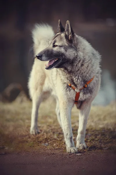 Fluffy Cheerful Domestic Young Dog Walk — Stock Photo, Image