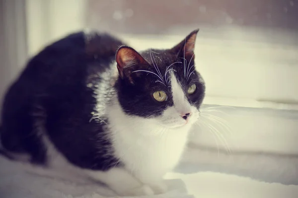 Kot Czarno Białego Koloru Siedzi Oknie Słońcu — Zdjęcie stockowe