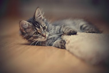 Gri kedi yavrusu yerde oynar.
