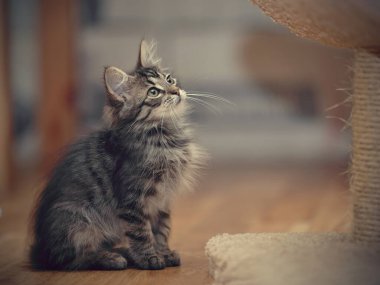 Gri tüylü çizgili kedi yavrusu yerde oturuyor..  