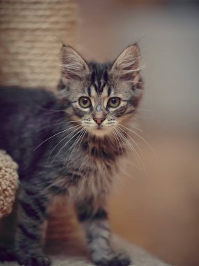 Beyaz bıyıklı, çizgili, tüylü bir kedi yavrusunun portresi.