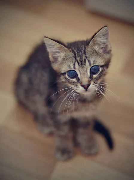 Gatito Triste Rayado Con Bigotes Blancos Sienta Suelo —  Fotos de Stock