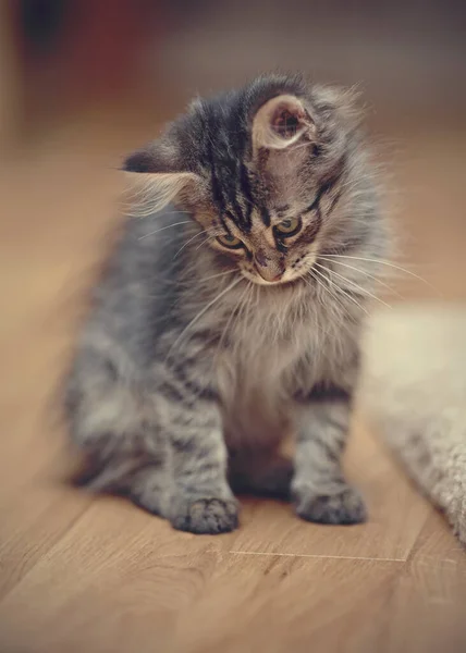 Grau Flauschig Gestreiftes Kätzchen Sitzt Auf Dem Fußboden — Stockfoto