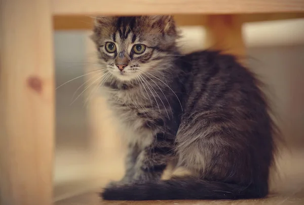 Grå Randig Fluffig Kattunge Med Vit Mustasch — Stockfoto