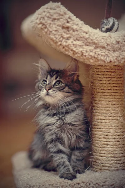 Gatinho Fofo Listrado Cinza Com Bigodes Brancos — Fotografia de Stock