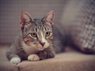 Beyaz pençeli evcil çizgili kedi bir kanepede yatıyor.