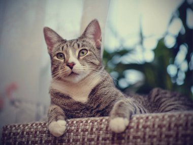 Beyaz pençeli gri renkli çizgili bir kedinin portresi.