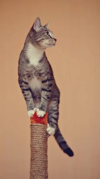 Gato Listrado Doméstico Com Patas Brancas — Fotografia de Stock