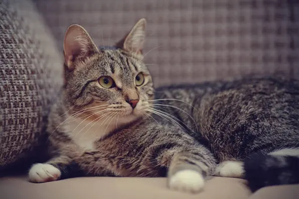 Domestic Striped Cat White Paws Lies — Stock Photo, Image