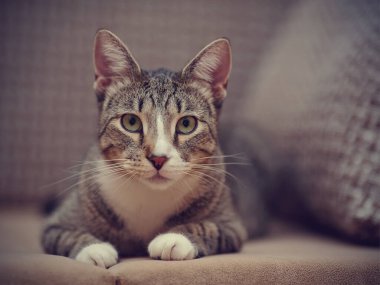 Beyaz pençeli evcil çizgili bir kedinin portresi yerde yatıyor..