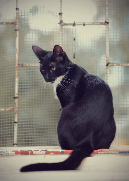 Black Cat Yellow Eyes Sits Window Grid — Stock Photo, Image