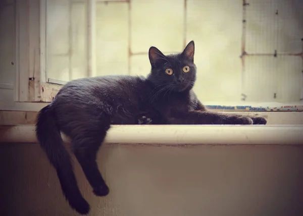 Black Cat Yellow Eyes Lies Window Grid — Stock Photo, Image