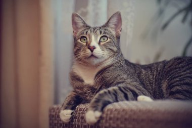 Beyaz pençeli gri renkli çizgili kedi yatıyor. 