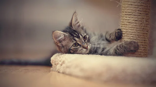Gray Kitten Plays Floor — Stock Photo, Image