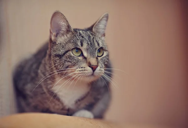Домашня Смугаста Кішка Зеленими Очима — стокове фото