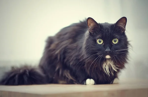 Black Fluffy Cat Green Eyes White Paws — Stock Photo, Image