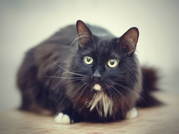 Black Fluffy Cat Green Eyes White Paws — Stock Photo, Image