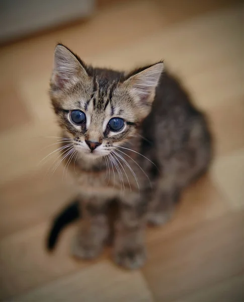 Striped Sad Kitten White Moustaches Sits Floor — Stock Photo, Image